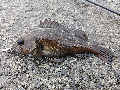 ガヤの釣果