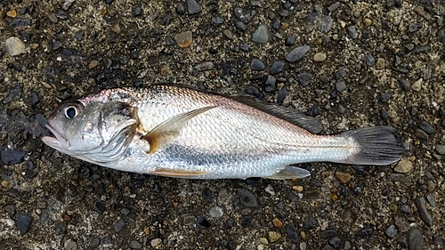 イシモチの釣果