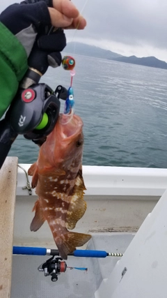 アコウの釣果