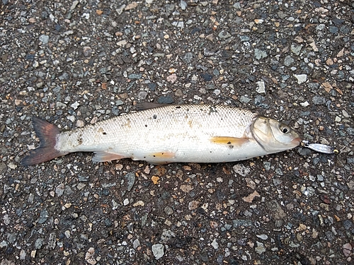 ウグイの釣果