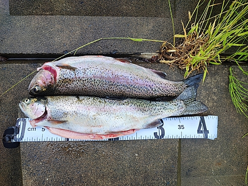 ニジマスの釣果