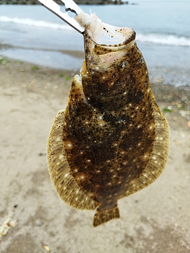 ソゲの釣果