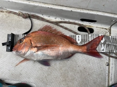 マダイの釣果