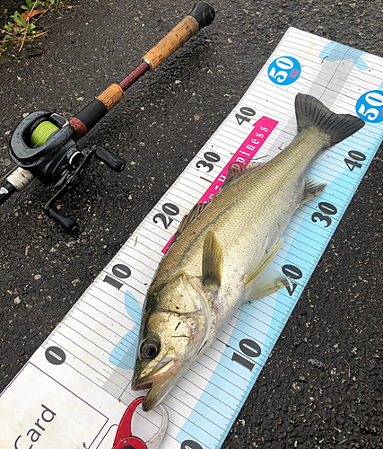 シーバスの釣果