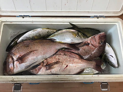 マダイの釣果