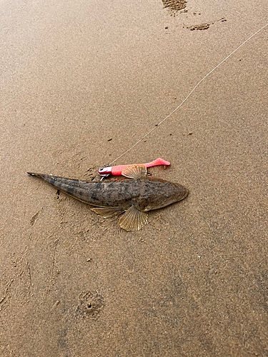 マゴチの釣果