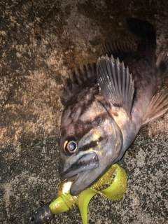 クロソイの釣果