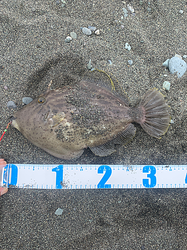 カワハギの釣果