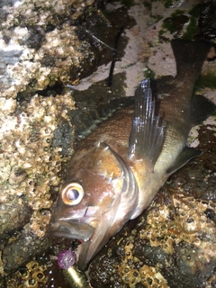 エゾメバルの釣果