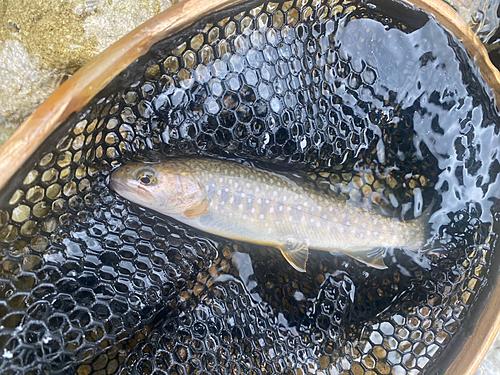 イワナの釣果