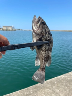 ソイの釣果