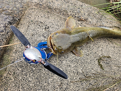 ナマズの釣果