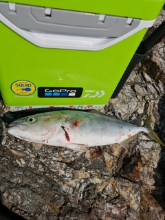 イナダの釣果