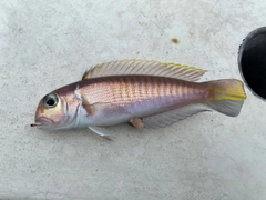 アカアマダイの釣果