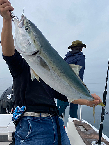 ブリの釣果