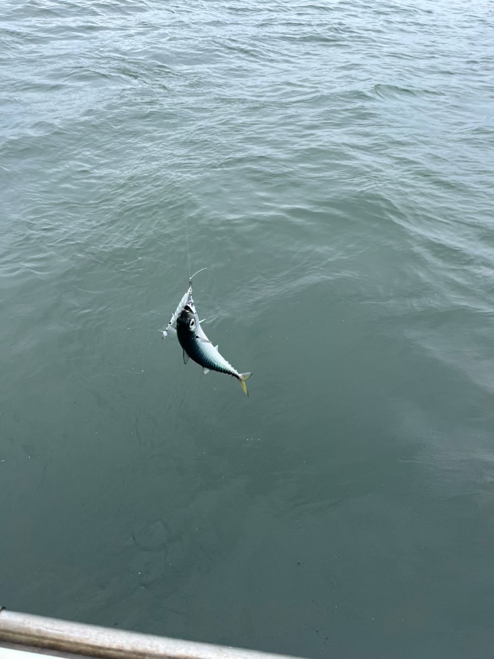 なりたなおとさんの釣果 3枚目の画像