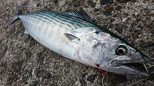 カツオの釣果