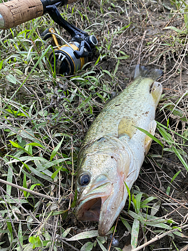 ブラックバスの釣果