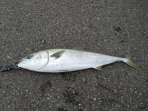 ブリの釣果