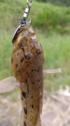 ウロハゼの釣果