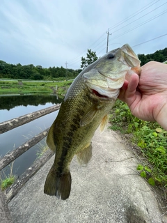 ラージマウスバスの釣果