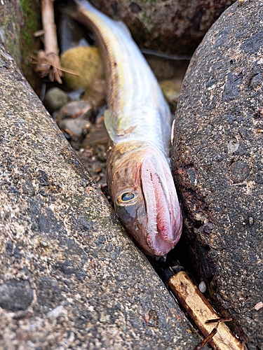 エソの釣果