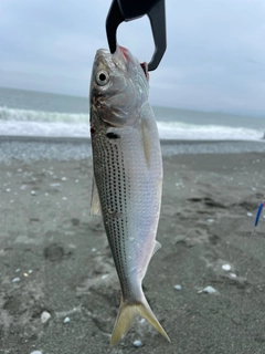 コノシロの釣果