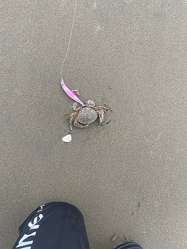 カニの釣果