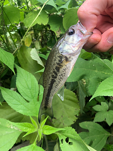 ブラックバスの釣果