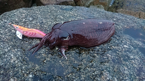 ハリイカの釣果