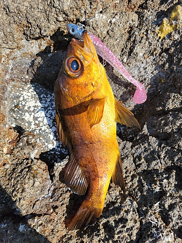 アカメバルの釣果