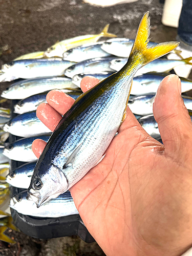 タカベの釣果