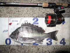 クロダイの釣果