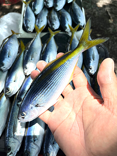 タカベの釣果