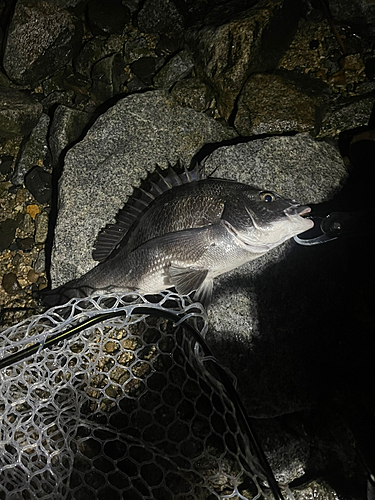 クロダイの釣果