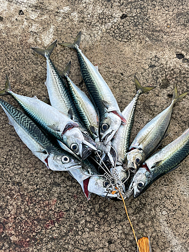 サバの釣果