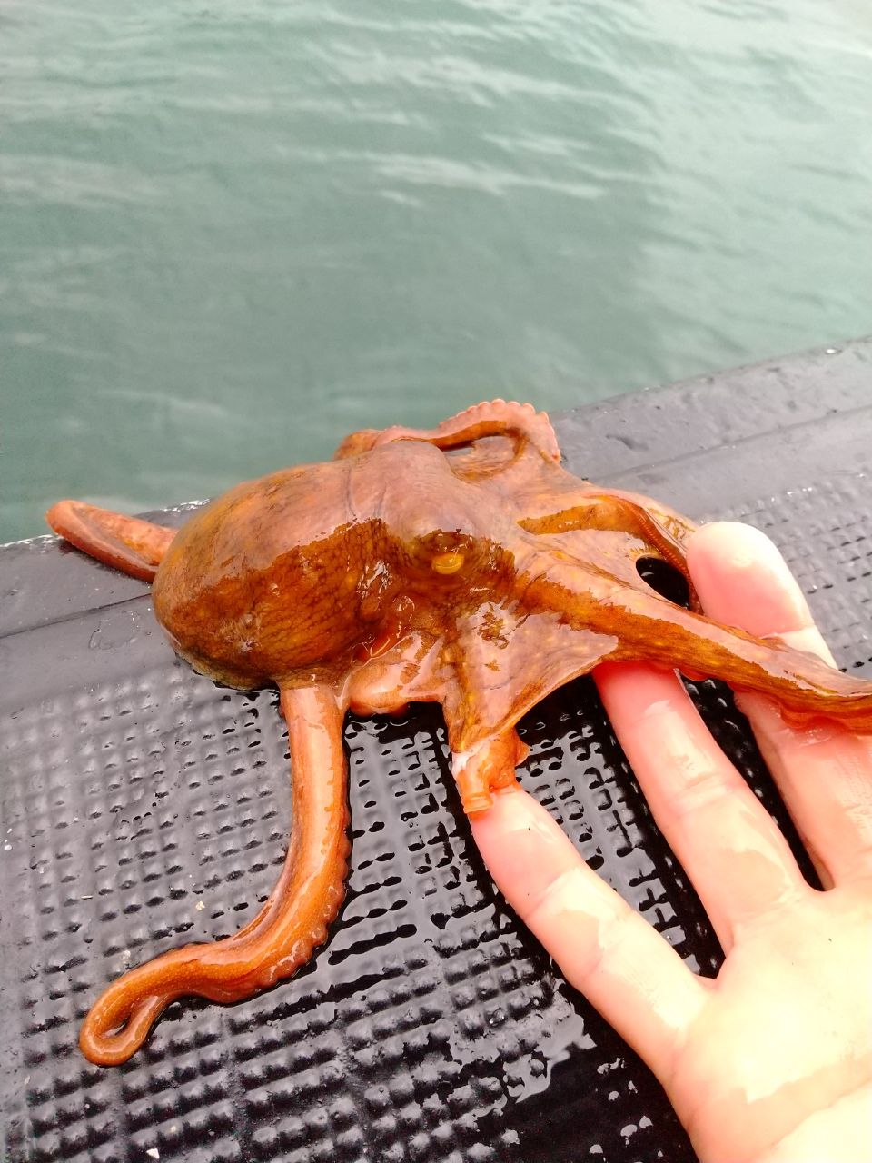 さちこさんの釣果 3枚目の画像