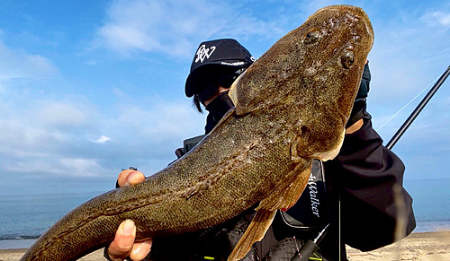 マゴチの釣果