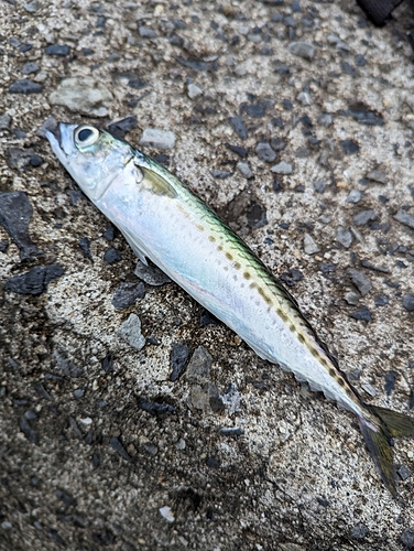 マサバの釣果