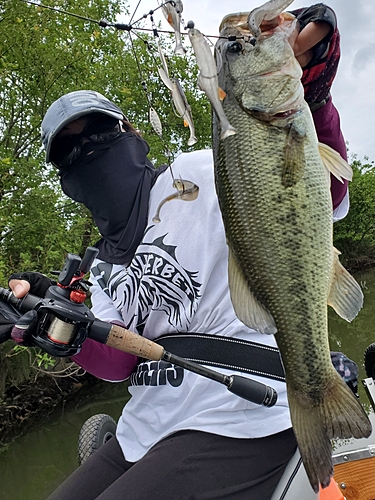 ブラックバスの釣果