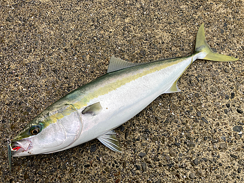 ヤズの釣果