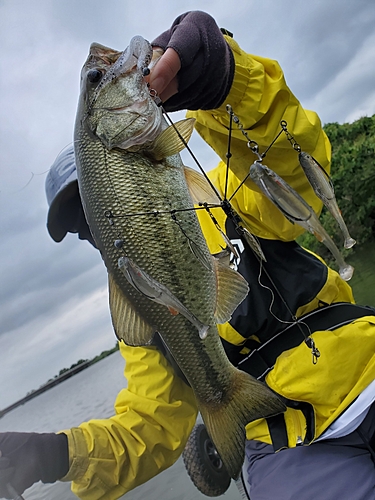 ブラックバスの釣果