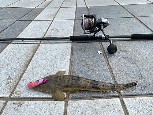 マゴチの釣果