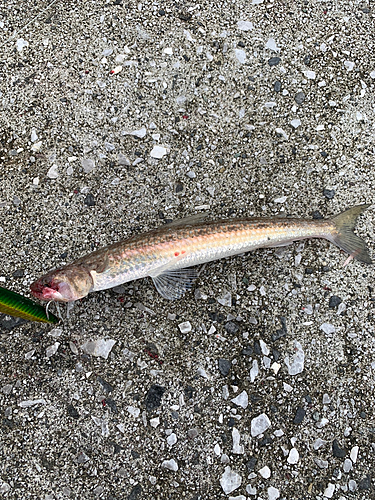 エソの釣果