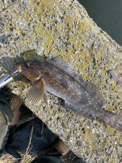 アイナメの釣果