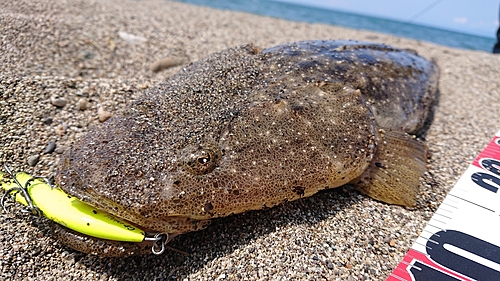 マゴチの釣果