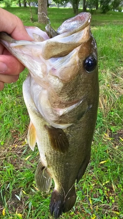 ラージマウスバスの釣果