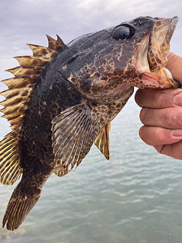 タケノコメバルの釣果