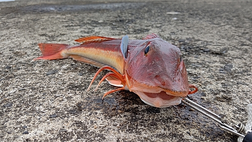 ホウボウの釣果