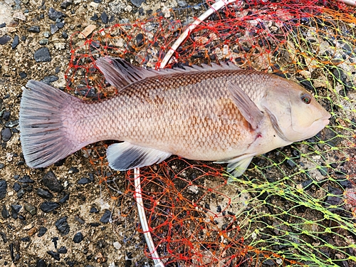 コブダイの釣果